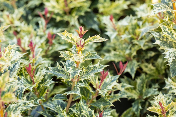 Osmanthus heterophyllus 'Tricolor', Duftblüte, buntes Laub, 20–25 cm