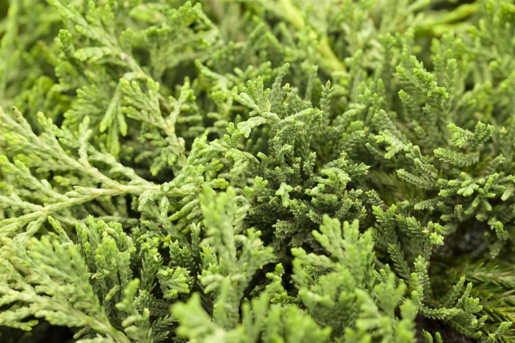 Juniperus horizontalis 'Glauca', Kriech-Wacholder, blaugrün, 20–30 cm