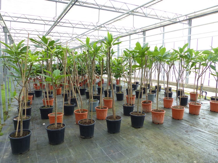 Plumeria Pflanzen in Kunststofftöpfen in einer Gewächshausanlage aufgereiht