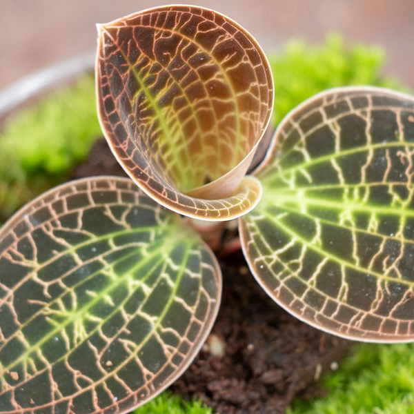 Gabelstapler transportiert Fässer auf einer Palette mit Antirutschmatte