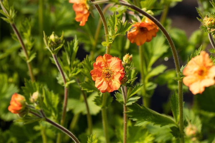 Geum coccineum 'Werner Arends', Nelkenwurz, orange, ca. 9x9 cm Topf