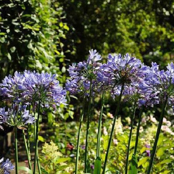 Nahaufnahme von blauen Agapanthus-Blüten im Garten.
