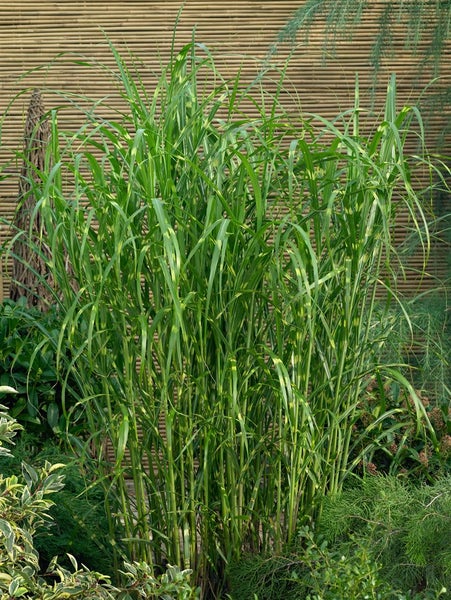 Miscanthus sinensis 'Giraffe', Chinaschilf, auffällig gestreift, 3-5 L Container
