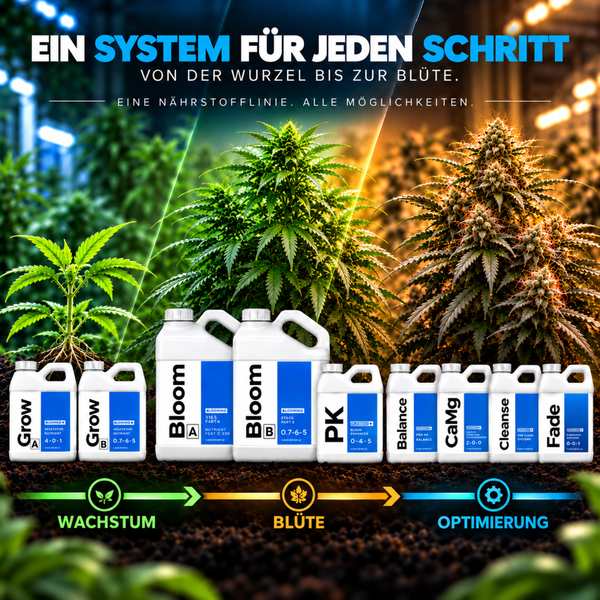 Eine Auswahl an Pflanzennährstoffkanistern in einer Reihe vor Cannabispflanzen in verschiedenen Entwicklungsstadien vom Wachstum bis zur Blüte.