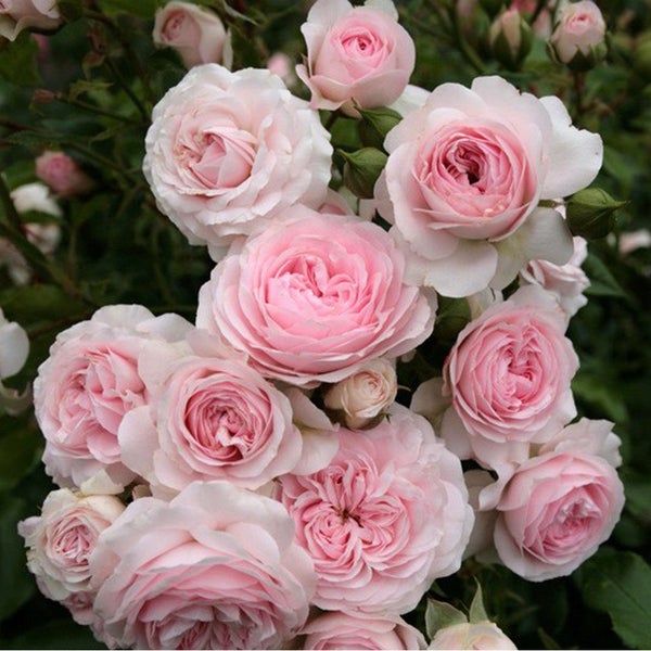 Nahaufnahme einer Gruppe rosa Rosenblüten