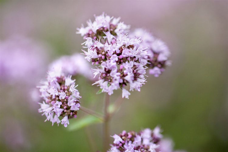 Origanum vulgare, Oregano, aromatisch, ca. 9x9 cm Topf