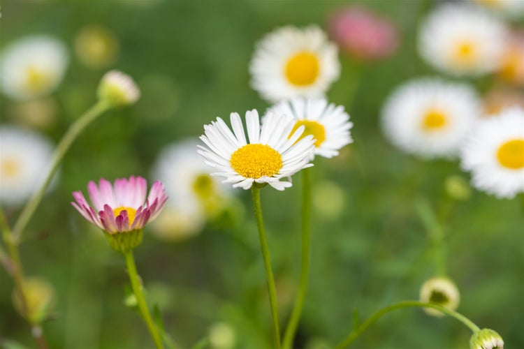 Erigeron karvinskianus 'Blütenmeer', Spanisches Gänseblümchen, ca. 9x9 cm Topf
