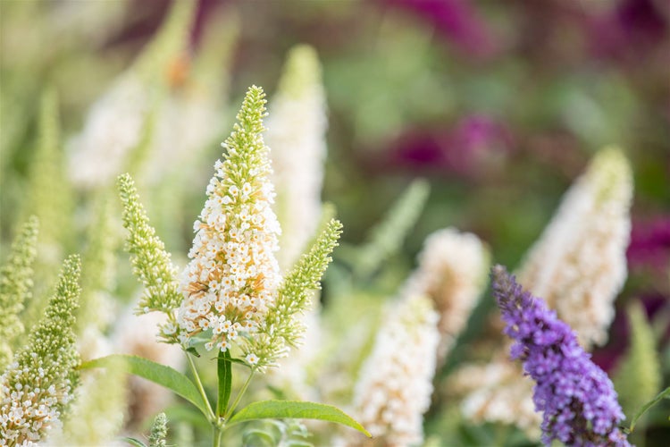 Buddleja 'Buzz Ivory' -R-, Schmetterlingsflieder, cremeweiß, 40–60 cm