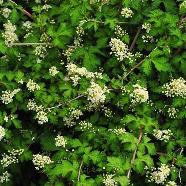 Nahaufnahme einer blühenden Waldrebe mit grünen Blättern und kleinen Blüten