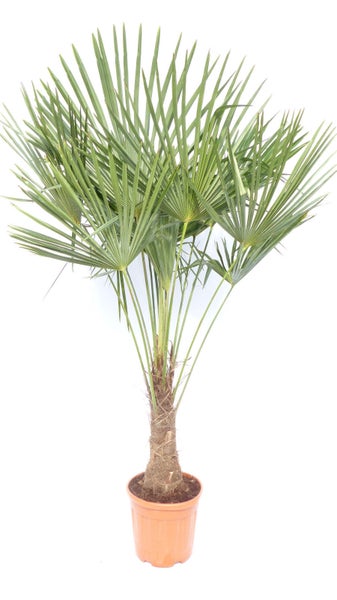 XXL Palme winterhart 140 - 160 cm Trachycarpus fortunei, Hanfpalme, Top-Qualität