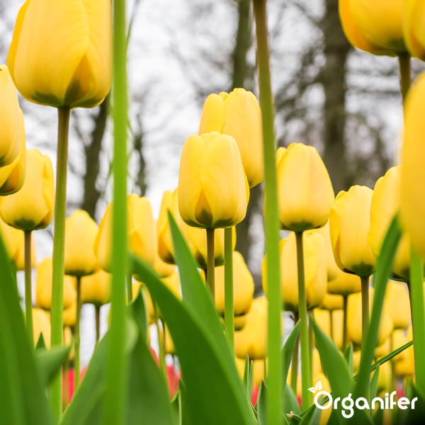 Blühendes Tulpenfeld mit vielen gelben Tulpenblüten und grünen Stängeln und Blättern.
