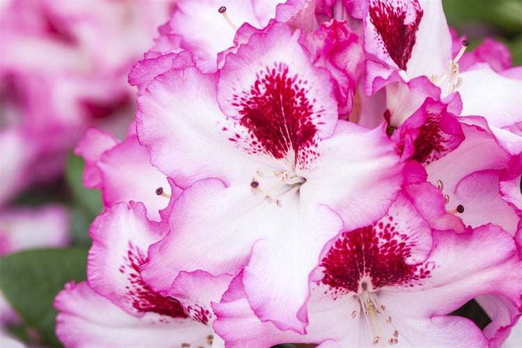 Nahaufnahme von Rhododendronblüten mit Muster