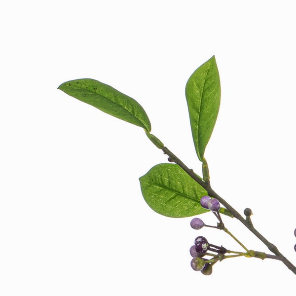 Zweig eines Liebesperlenstrauchs mit grünen Blättern und lila Beeren.