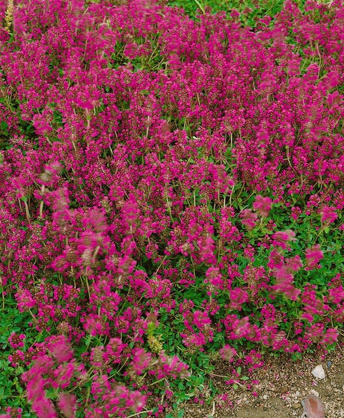 Thymus serpyllum 'Pink Chintz', Sand-Thymian, rosa, ca. 9x9 cm Topf