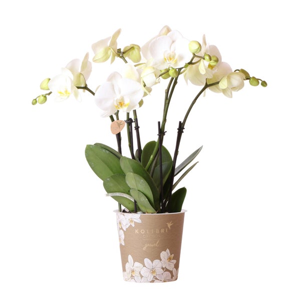 Weiße Kolibri Orchidee im Topf