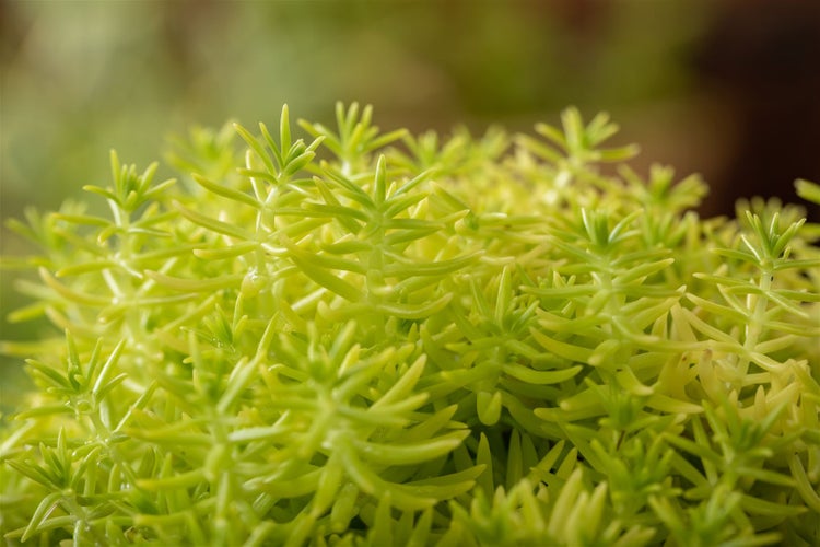Sedum reflexum 'Angelina', Fetthenne, gelbgrün, ca. 9x9 cm Topf