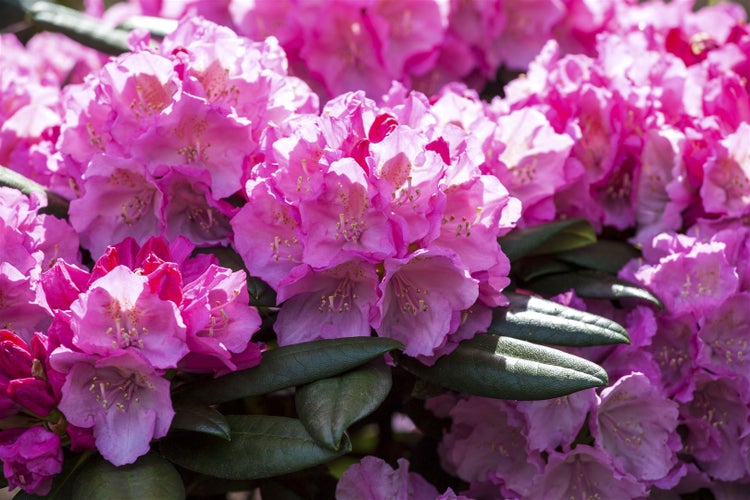 Rhododendron yakushimanum 'Polaris', rosa Blüten, 25–30 cm