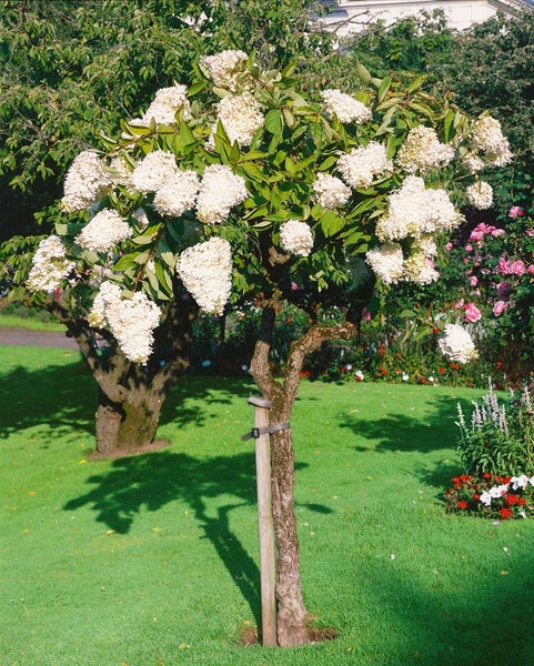Hydrangea paniculata 'Grandiflora', Rispenhortensie, weiß, 60–100 cm