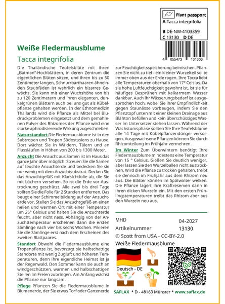 SAFLAX Garden to go - Weiße Fledermausblume - Tacca integrifolia - 10 Samen - Mit Topf, Klima - Deckel und Anzuchtsubstrat