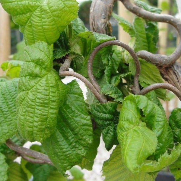 Drehwuchs Haselnuss mit grünen Blättern