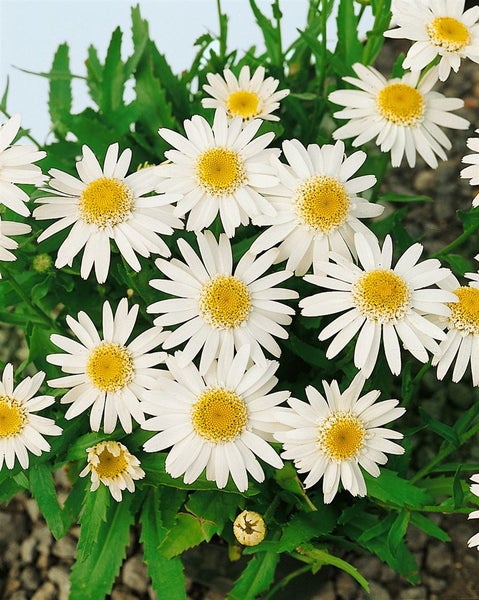 Nahaufnahme einer Gruppe Margeritenblüten mit weißen Blütenblättern und gelben Zentren