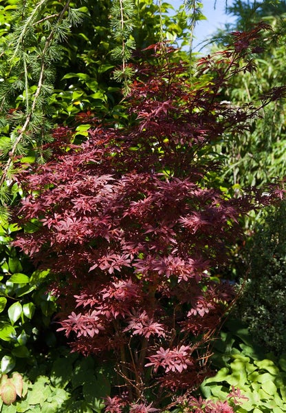Acer palmatum 'Shaina', Japanischer Ahorn, kompakt, 80 cm Stammhöhe