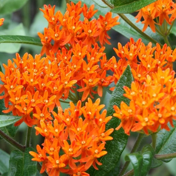 Nahaufnahme von Asclepias-Blüten