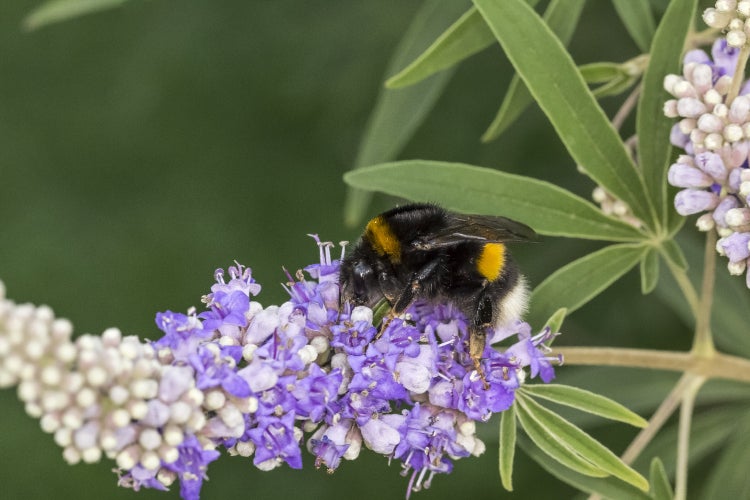 SAFLAX  - Mönchspfeffer - Vitex agnus-castus - 30 Samen