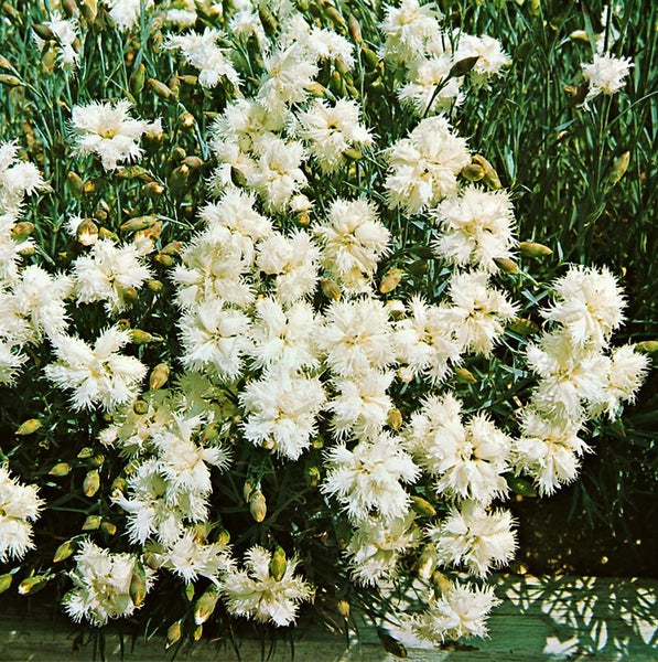 Dianthus deltoides 'Albus', Heidenelke, weiß, ca. 9x9 cm Topf