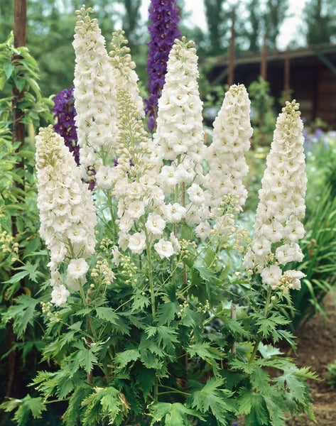 Delphinium Pacific 'Galahad', Rittersporn, weiß, ca. 11x11 cm Topf