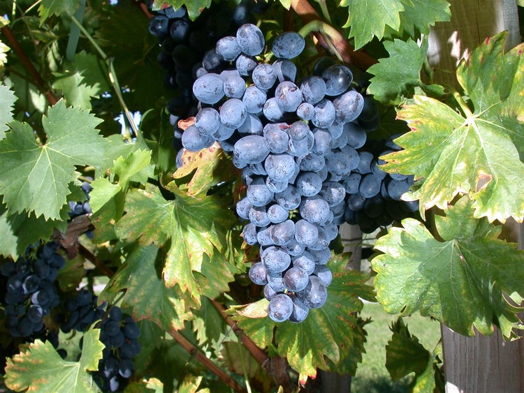 Vitis vinifera 'Nero', Weinrebe, 80–100 cm, dunkelblau