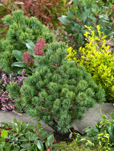 Pinus parviflora 'Hagoromo', Japanische Kiefer, 20–25 cm