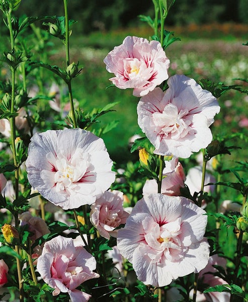Hibiscus syriacus 'China Chiffon', Roseneibisch, weiß-rosa, 40–60 cm