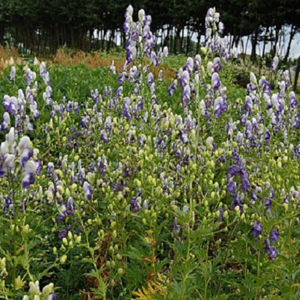 Feld mit blühendem Eisenhut
