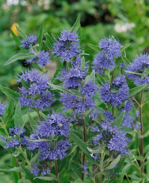 Caryopteris clandonensis 'Kew Blue', Bartblume, blau, 40–60 cm