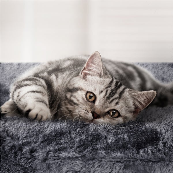Getigerte Katze ruht auf Katzenbett