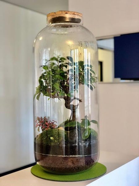 Flaschengarten in einem hohen Glasgefäß mit Korkdeckel, bepflanzt mit einem Miniaturbaum, Moos und kleinen Pflanzen auf Erdschichten.