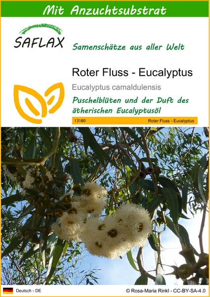 SAFLAX  - Roter Fluss - Eucalyptus - Eucalyptus camaldulensis - 200 Samen - Mit keimfreiem Anzuchtsubstrat