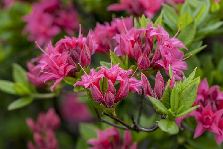 Rhododendron luteum 'Homebush', rosa Blüten, 40–50 cm
