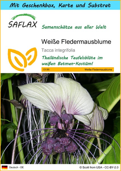 SAFLAX Geschenk Set - Weiße Fledermausblume - Tacca integrifolia - 10 Samen - Mit Geschenkbox, Versandaufkleber, Geschenkkarte und Anzuchtsubstrat