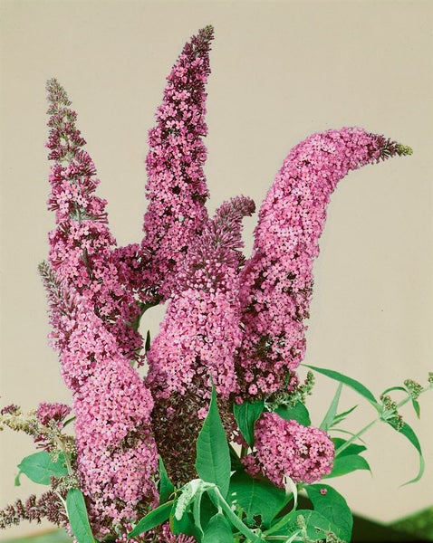 Buddleja davidii 'Fascination', Schmetterlingsflieder, lavendelblau, 40–60 cm