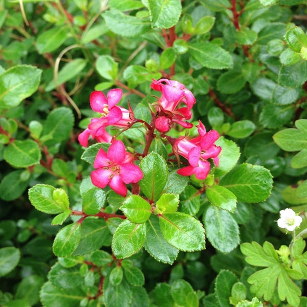 Blühende Zwergstrauchpflanze mit kleinen Blättern