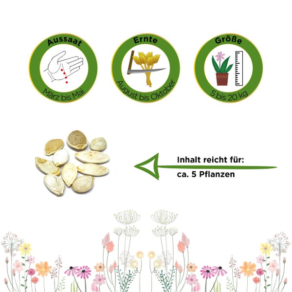 Kürbissamen mit Info-Symbolen: Aussaat März bis Mai, Ernte August bis Oktober, Gewicht 5 bis 20 Kilogramm. Inhalt reicht für circa 5 Pflanzen.