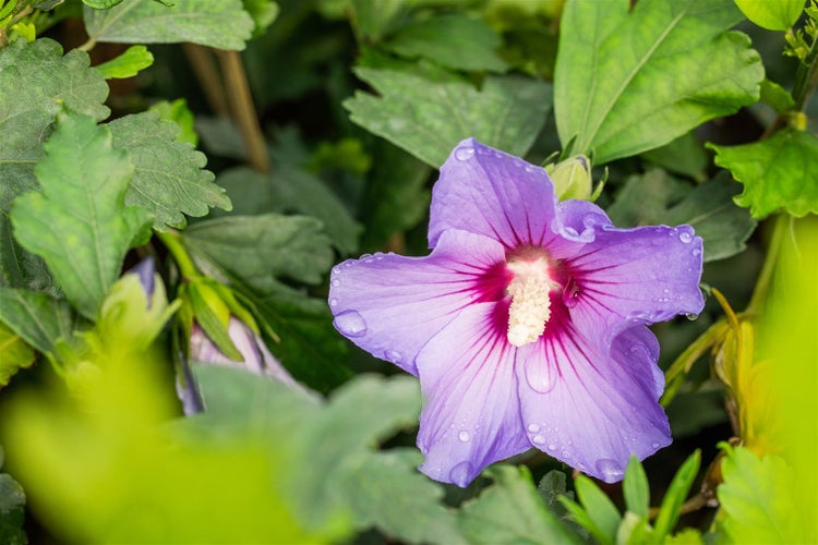 Hibiscus syriacus 'Marina', Gartenhibiskus, blau, 80–100 cm