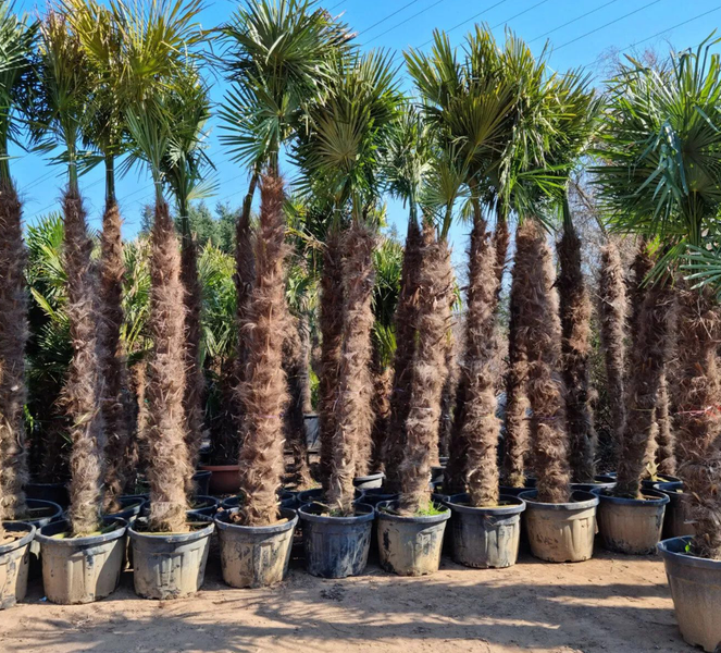 PALME TRACHYCARPUS FORTUNEI HÖHE 600CM Winterhärte: bis –19 °C