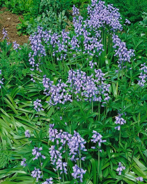 Blütenmeer von Hasenglöckchen im Garten.