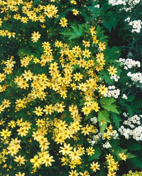 Coreopsis verticillata 'Moonbeam', Mädchenauge, hellgelb, ca. 9x9 cm Topf