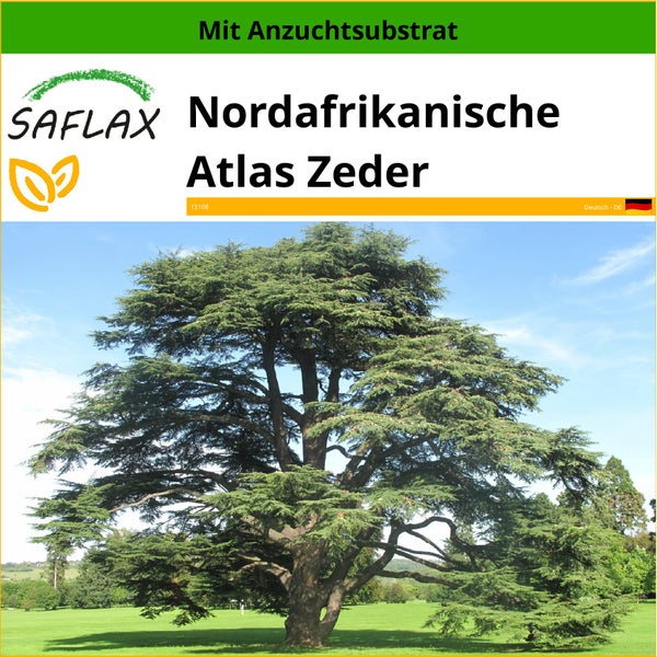 SAFLAX  - Nordafrikanische Atlas Zeder - Cedrus atlantica - 20 Samen - Mit keimfreiem Anzuchtsubstrat