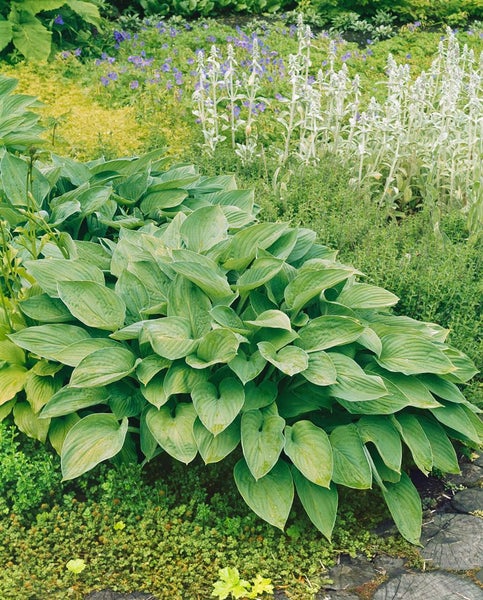 Hosta undulata 'Erromena', Funkie, grün-weiß, ca. 11x11 cm Topf