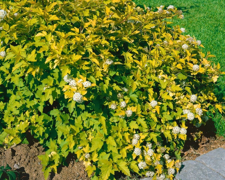 Physocarpus opulifolius 'Nugget', Blasenspiere, goldgelb, 40–60 cm